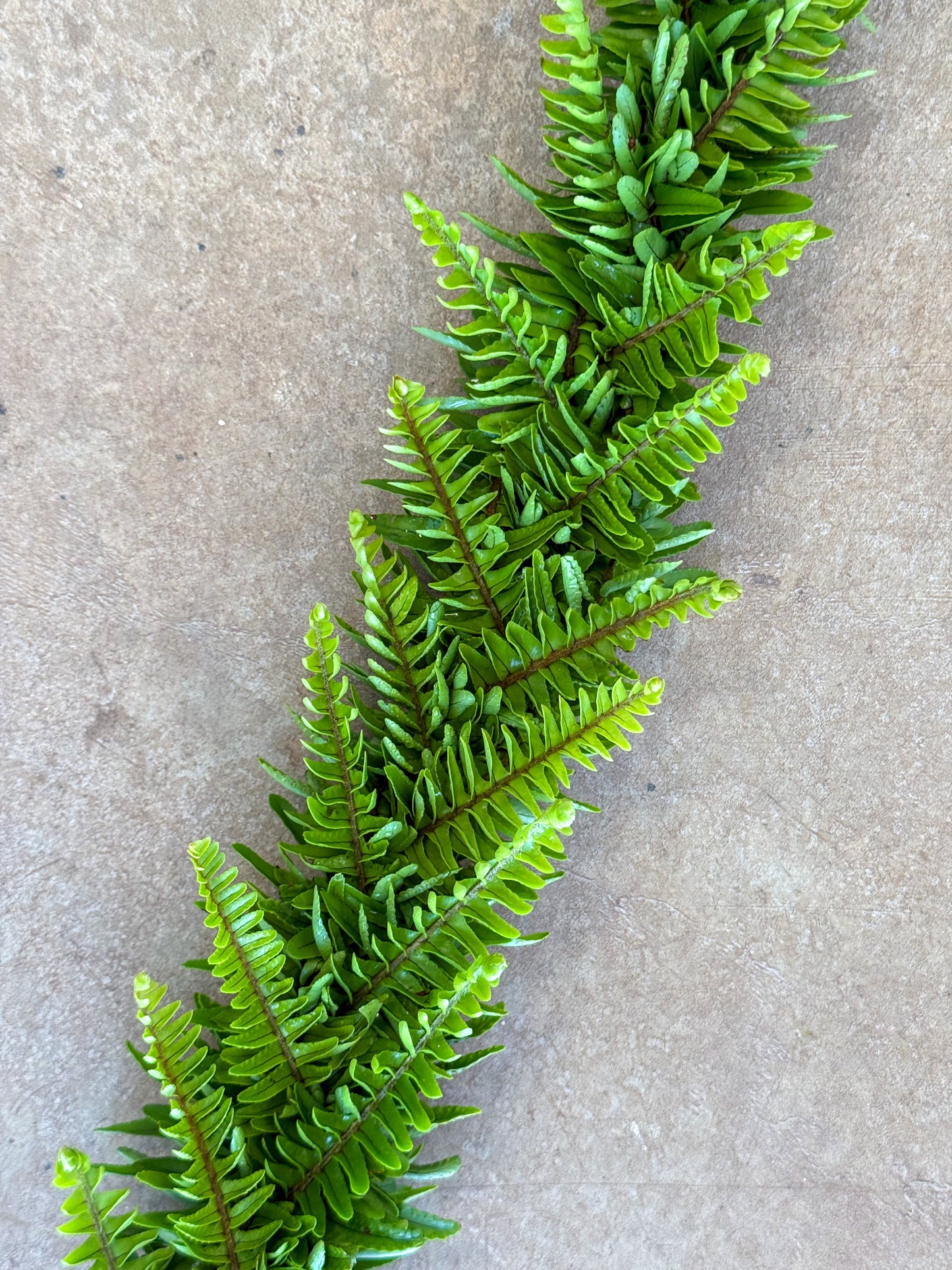 Lei Hili Workshop with Kaleipuupuu 8/23/25