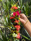Lei Haku Workshop with Kaleipuupuu 10/12